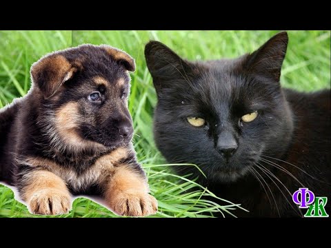 Видео: Сатана 6 «Ох, и рассердится Сатана! Он страсть, как собак не любит!» - размышляла Степанида