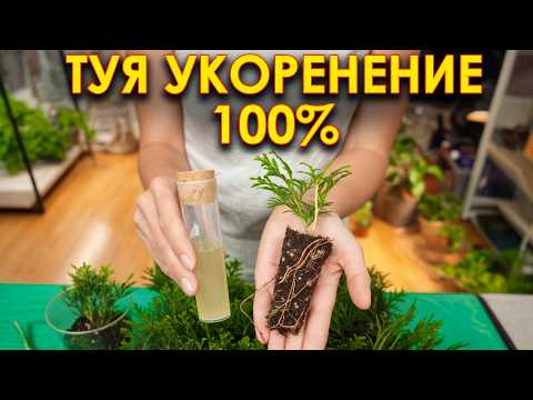 Видео: После ЭТОГО туя точно даст корни и вырастет в 2 раза быстрее! Проверенный способ!
