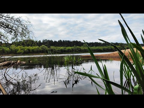 Видео: Рыбалка с ночёвкой. Жареные грибы с картошкой. Чай с брусникой. Рыбалка на резинку и донки.