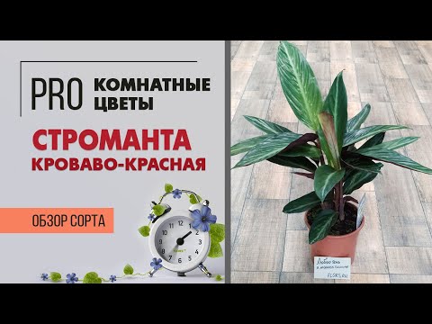 Видео: Строманта кроваво-красная - близкий родственник калатеи | Как правильно ухаживать за стромантой