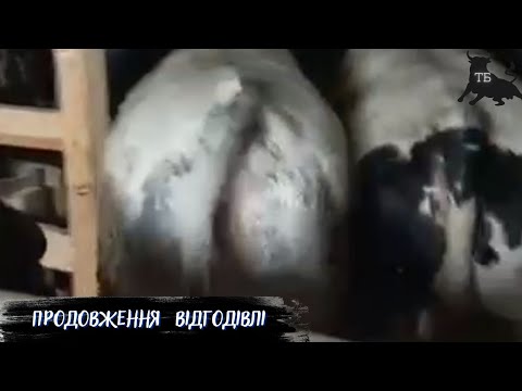 Видео: №6. Відгодівля. Переведення телят на прив"яз.