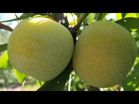 Видео: Плуот Флавор Квін (Prunus dasycarpa Flavor Queen)