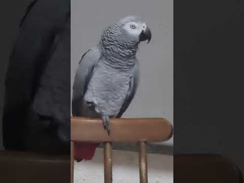 Видео: КИРА УПРАЖНЯЕТСЯ СО СЛОВОМ КОЛОКОЛЬЧИК! СКОЛЬКО ВАРИАНТОВ!