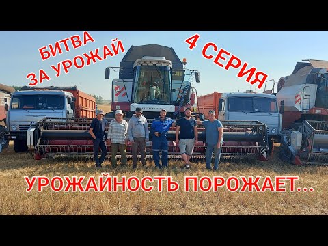 Видео: Уборка 2022 в Башкортостане. Прямое комбайнирование озимой пшеницы. Сельские будни тракториста.