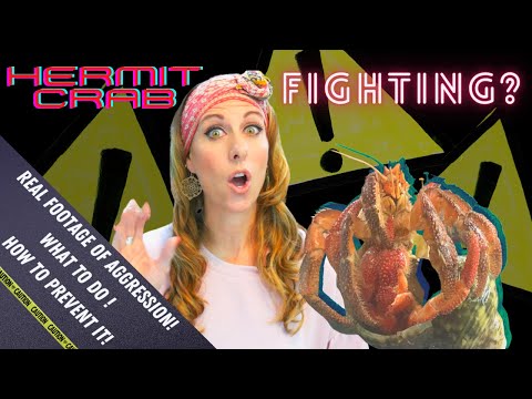 Видео: Раки-отшельники дерутся? | Как распознать агрессивных раков-отшельников | Crab Central Station