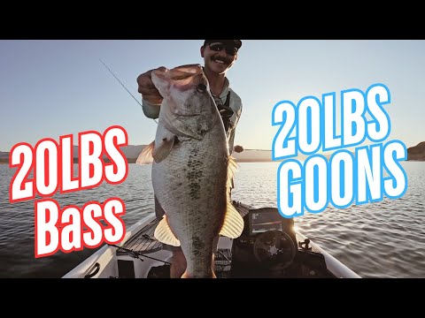 Видео: 20 фунтов окуня и 20 фунтов головорезов на озере Рузвельт!
