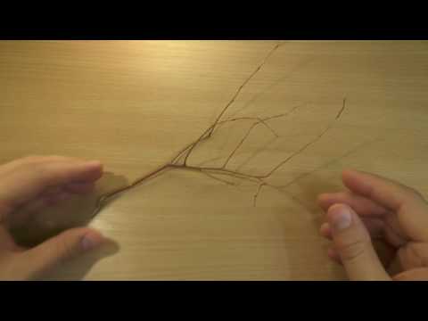 Видео: обзор на куст