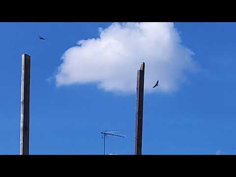 Видео: 15.09.2025г Птица в небе.