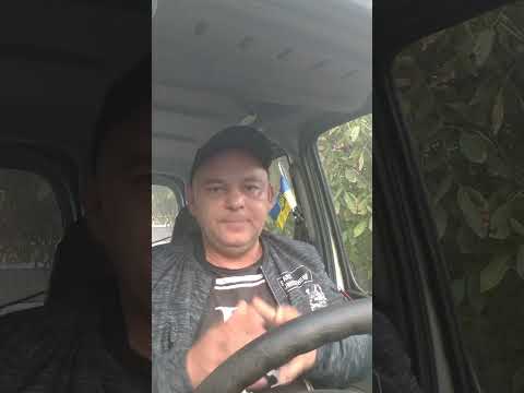 Видео: бджоли породи карніка