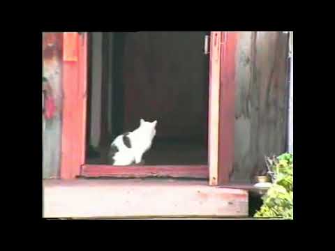 Видео: О наблюдении за наблюдающим за наблюдателями (чужая собачка, соседская лошадка и безымянный кот)