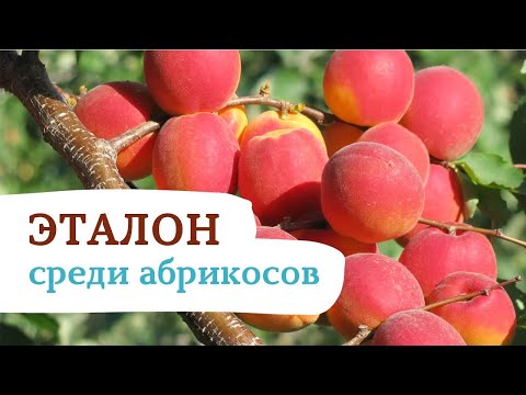 Видео: САРАТОВСКИЙ РУБИН - ВОЗМОЖНО ЛУЧШИЙ АБРИКОС ДЛЯ ВАС !