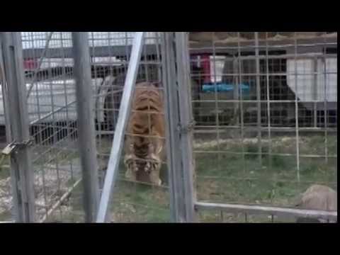 Видео: Цирковете в България остават без лъвове и тигри (Dir.bg)