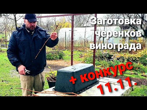 Видео: Как заготовить черенки винограда. Конкурс 11.11.