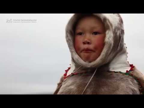 Видео: Оленеводы НАО