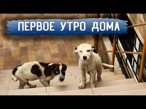 Видео: Щенки кричали всю ночь, не могут остаться одни, сильно заглистованны, даем обработку.
