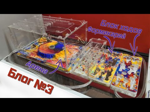 Видео: Они подросли! Подключаем арену Бригантина и модуль Фелуга // муравьи Tetramorium caespitum // #3