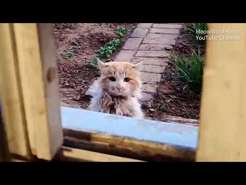 Видео: Оборванный бездомный кот просит еду у окна от голода