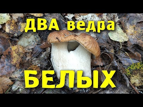 Видео: Два ведра БЕЛЫХ грибов! Не ожидал их столько! Two baskets of mushrooms!  Boletus Edulis