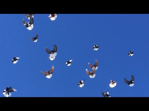 Видео: Друзья Голубеводы, всех с наступающим 2023 годом!!!