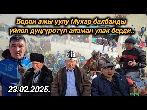 Видео: Борон ажы уулу Мухар балбанды үйлөп дүңгүрөтүп аламан улак берди 23.02.2025.