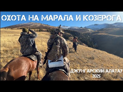 Видео: Горная охота на марала и козерога, Казахстан 2025. Hunting for maral and ibex, Kazakhstan.