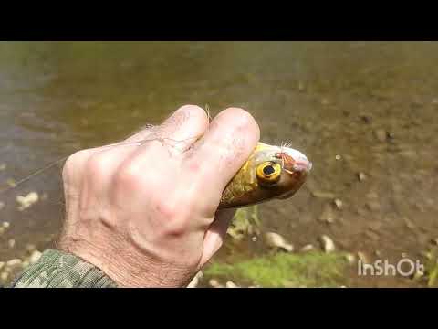 Видео: Рыбалка на хариуса на небольшой речке.