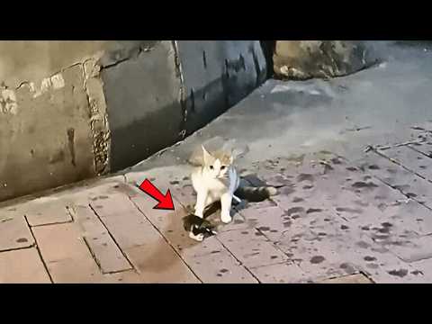 Видео: Надвигается тайфун, бездомная кошка в беде приносит котят к обочине и умоляет прохожих приютить их.