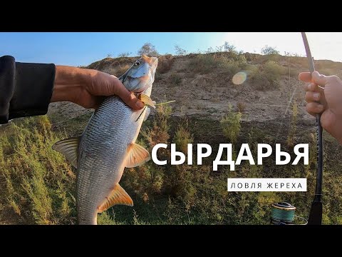 Видео: Сырдарья ловля Жереха на спиннинг в Узбекистане!