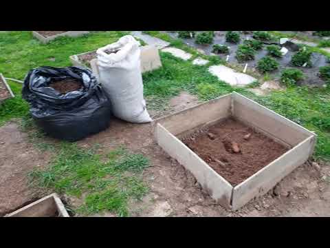 Видео: Посадка голубики в Московской области Сергиев Посад