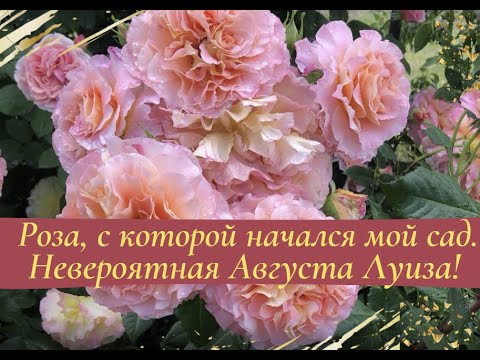 Видео: Роза, с которой начался мой сад. Невероятная Августа Луиза!