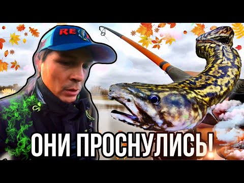 Видео: ТОТ ДЕНЬ КОГДА ПРОСНУЛИСЬ НАЛИМЫ С ЩУКАМИ И ОКУНЯМИ.