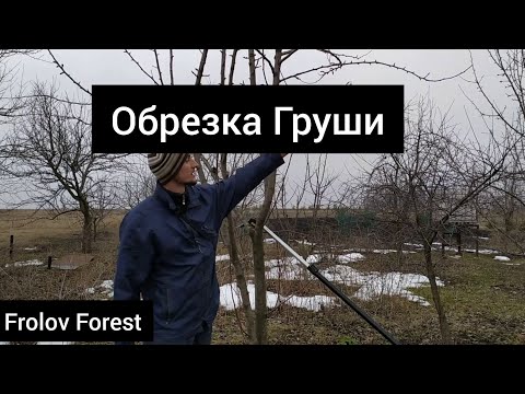 Видео: Обрезка груши весной (зимой)🍐🍐🍐
