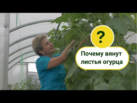 Видео: Вянут листья у огурца! Причины и меры по спасению.