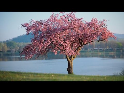 Видео: Човекът, който карал дърветата да цъфтят / Японска приказка