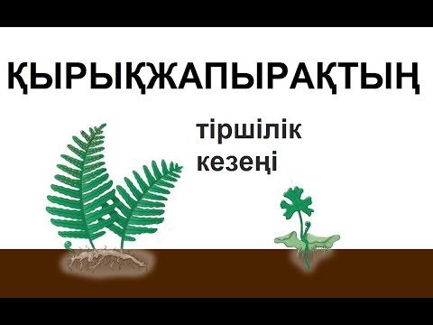 Видео: Қырықжапырақ (папоротник). Қырықжапырақтардың тіршілік кезеңі (жизненный цикл папоротника)