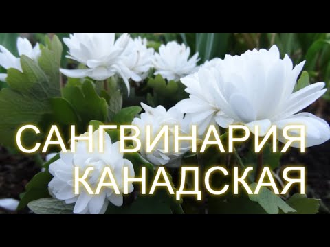 Видео: Необычный садовый цветок Сангвинария Канадская