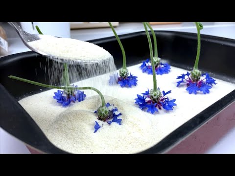 Видео: Как СУШИТЬ ВАСИЛЬКИ? 🔥💎💙 How To Dry CORNFLOWERS? 💙