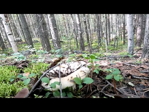 Видео: Полная пайва груздей.