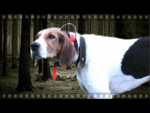 Видео: Нагонка Русской пегой гончей, по кличке "Плакун", по зайцу беляку.