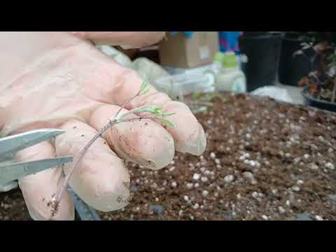 Видео: 12 марта 2025 г. Клематисы: зелёное черенкование, пересадка.