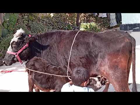 Видео: Як Сар гови чушои фуруши 5-Ноябр.Тел.011.87.95.95.