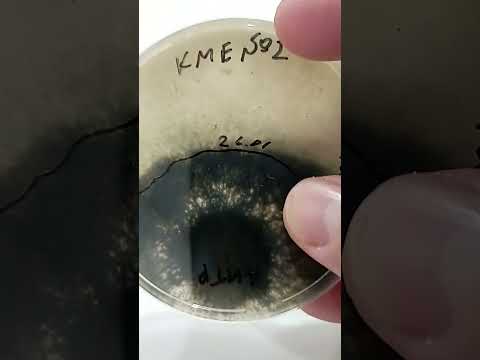 Видео: Триходерма против возбудителя антракноза картофеля