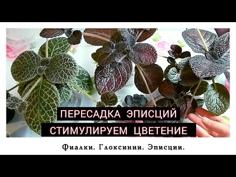 Видео: Пересадка эписций. Стимулируем цветение.