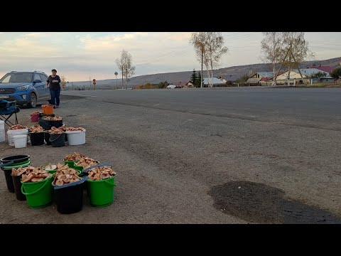Видео: Торговля на трассе. У меня сегодня Распродажа. Грибы.