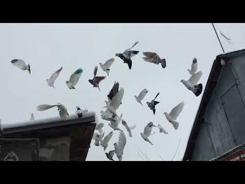 Видео: #Pigeons.Что делать, чтобы голуби летали высоко.