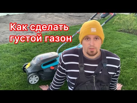 Видео: Как сделать густой газон