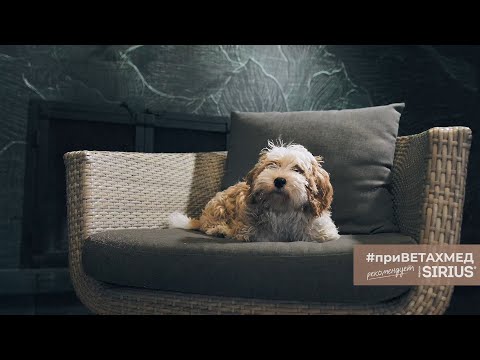 Видео: Секреты породы. Гаванский бишон // #приВЕТАХМЕД