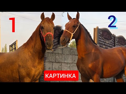 Видео: ЧЫКТЫ САТЫЛДЫ 