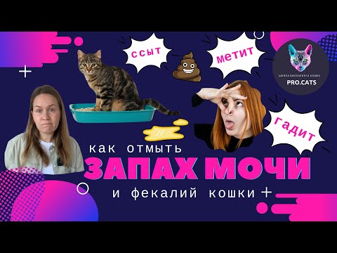 Видео: Как отмыть КОШАЧЬЮ МОЧУ - ТОП-3 средств  | Убрать запах мочи кошки | Избавиться от запаха меток кота