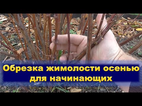 Видео: Обрезка жимолости осенью для начинающих